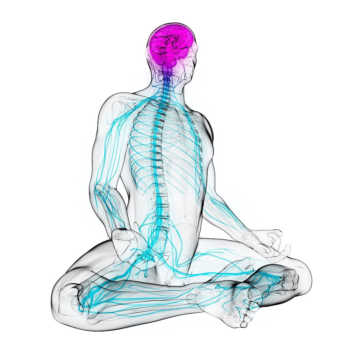 Healthy central nervous system,artwork