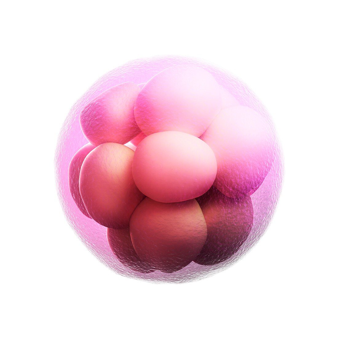 Morula embryo,artwork