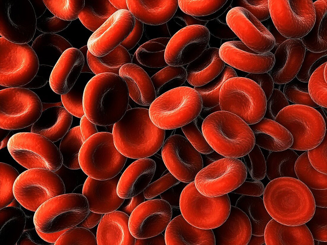 Red blood cells,artwork