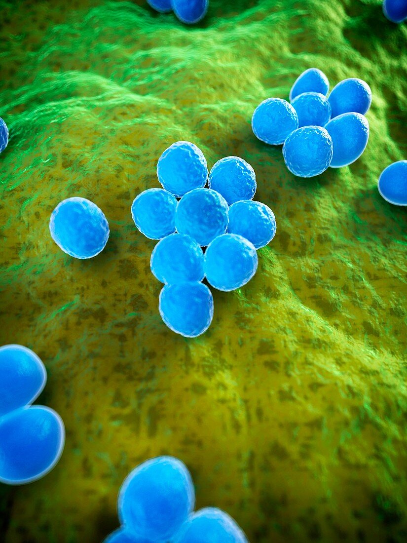 MRSA bacteria,artwork