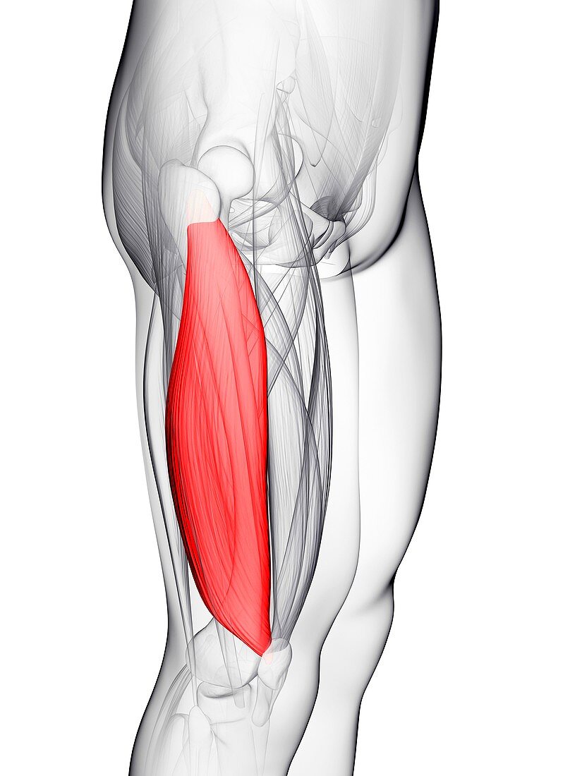 Thigh muscle,artwork