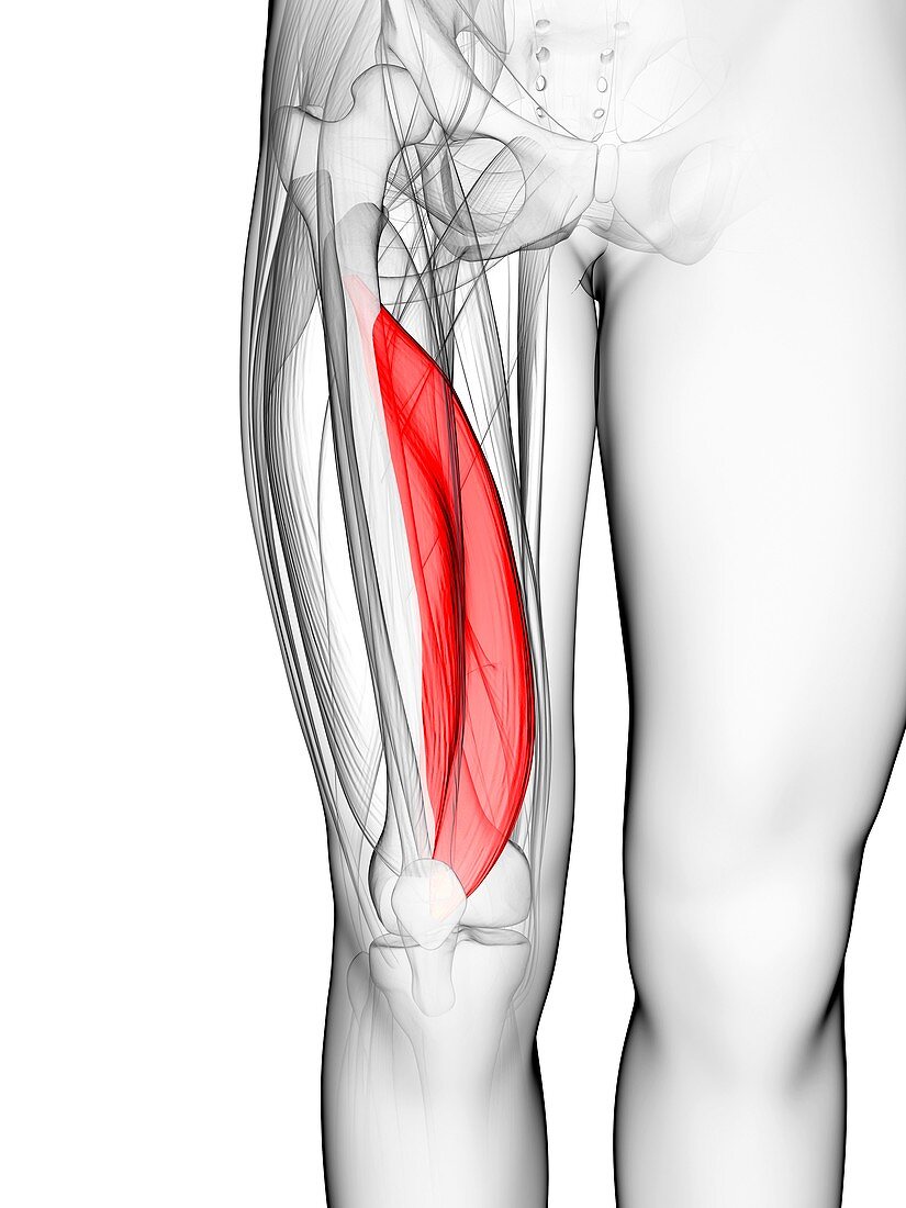 Thigh muscle,artwork