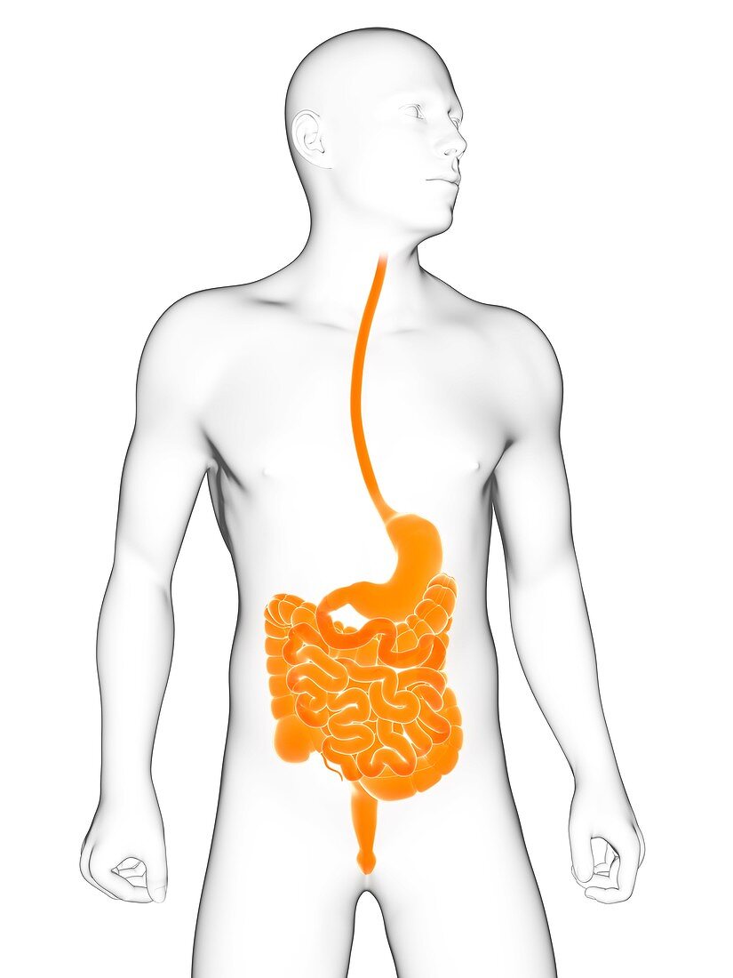 Healthy digestive system,artwork