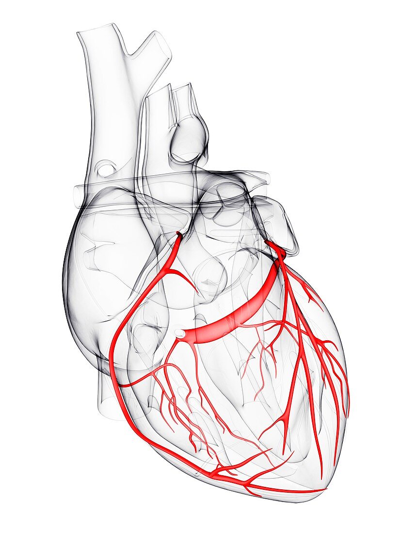 Coronary arteries,artwork