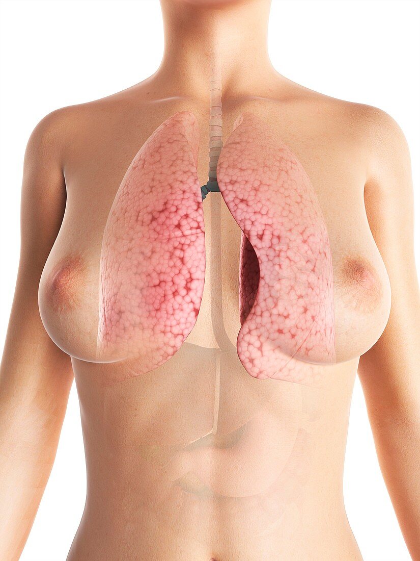 Female lungs,artwork