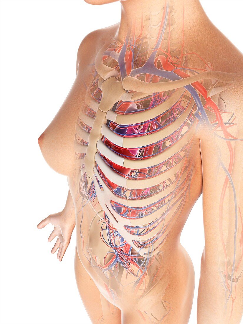 Female cardiovascular system,artwork