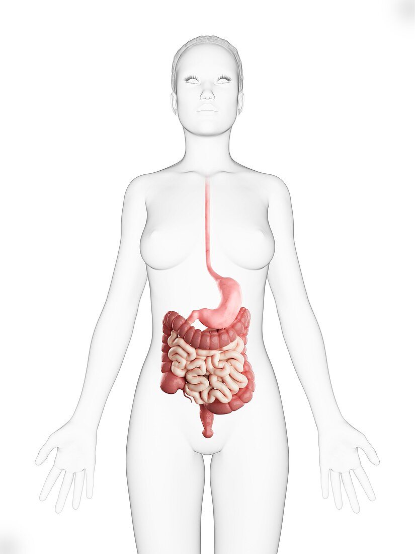 Female digestive system,artwork