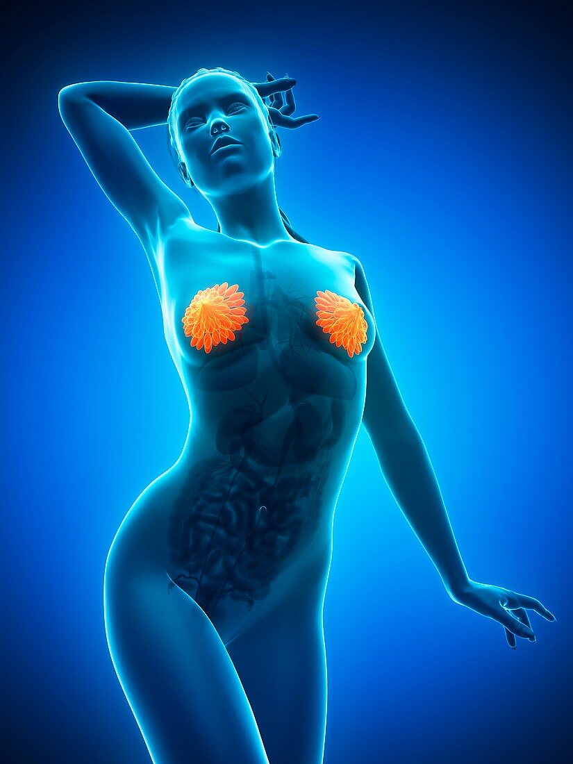 Breast anatomy,artwork