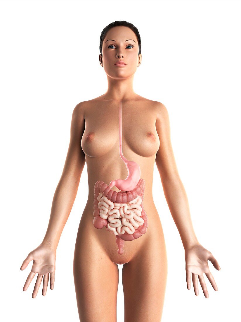 Female digestive system,artwork