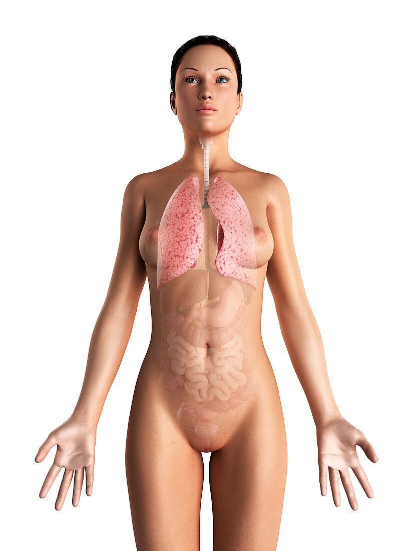 Female respiratory system,artwork