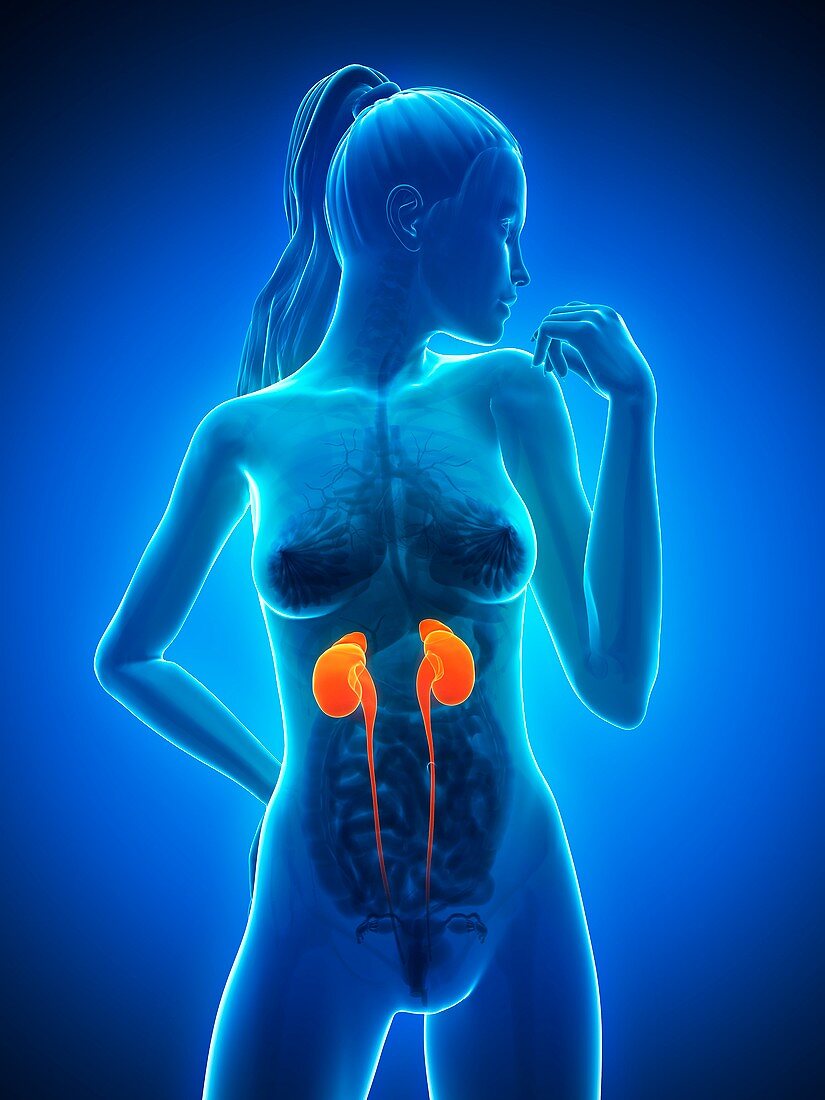 Healthy kidneys,artwork