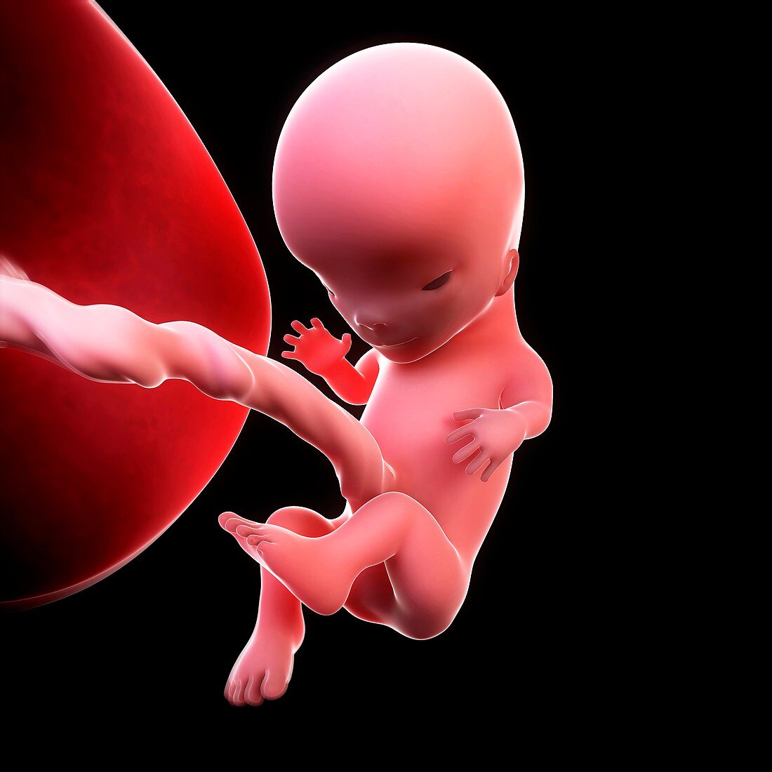 Foetus at 11 weeks,artwork