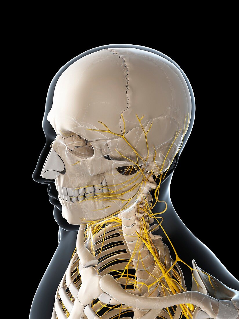 Male nervous system,artwork