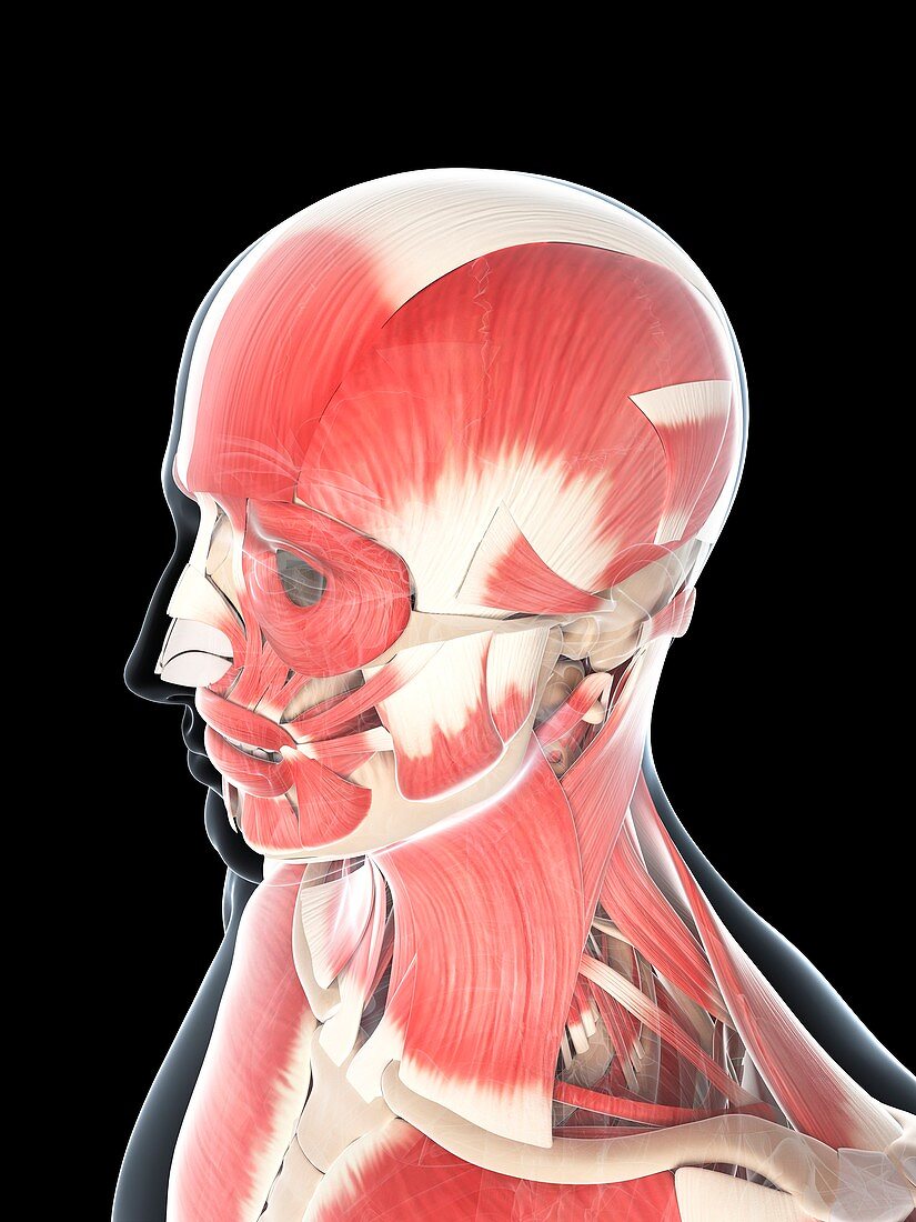 Male musculature,artwork