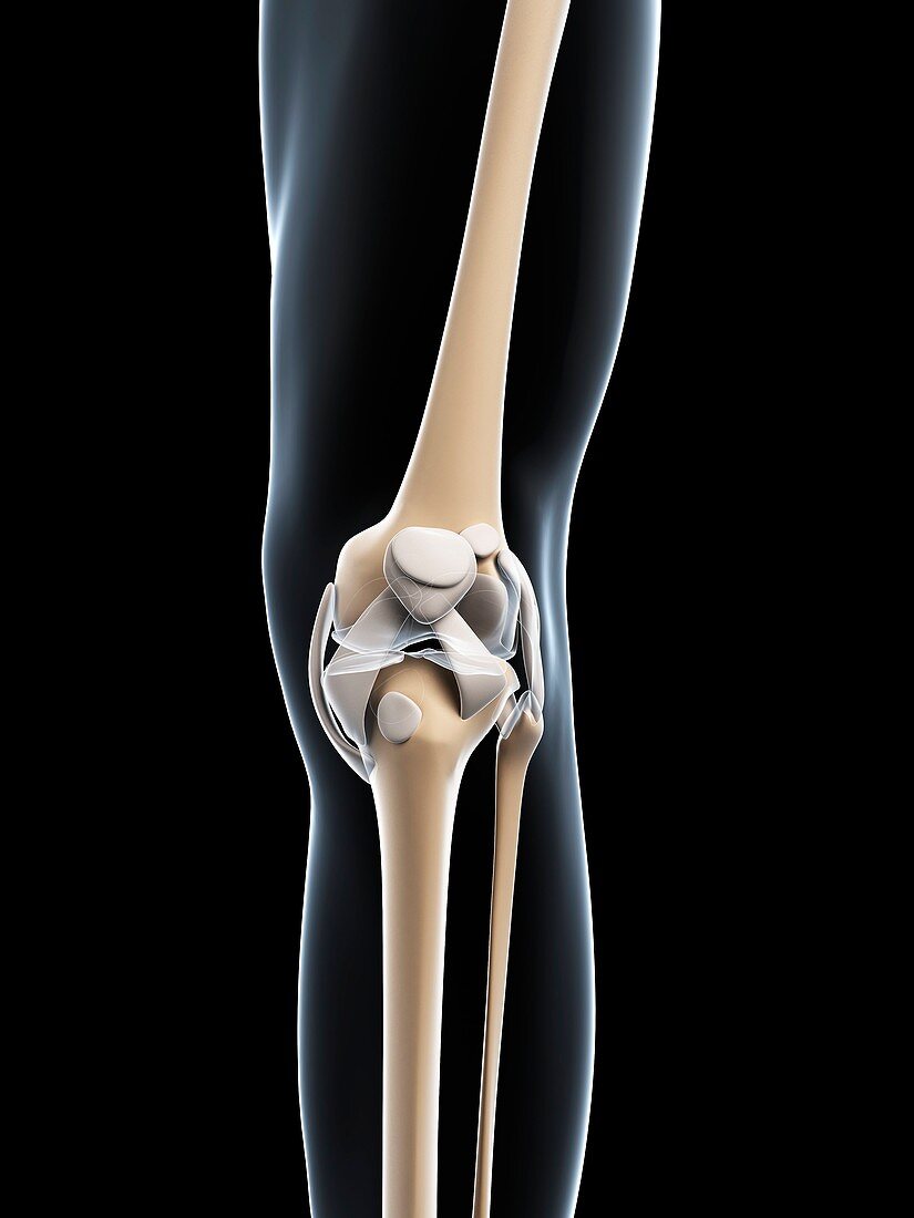 Knee joint,artwork