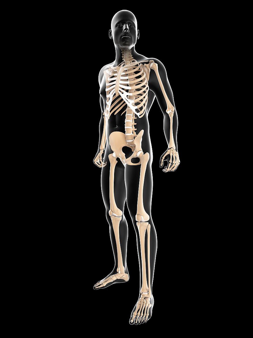 Male skeleton,artwork