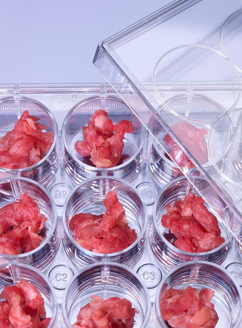 Genetic testing of meat,conceptual image