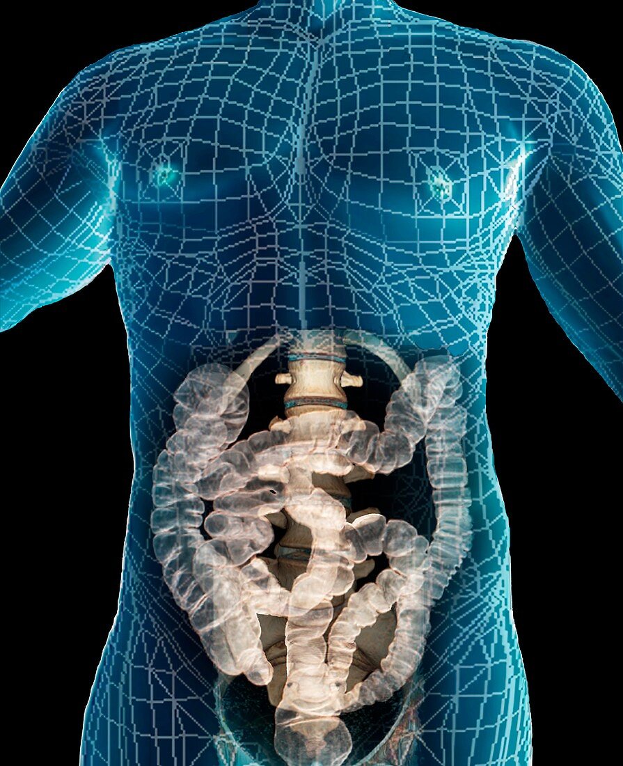 Healthy abdomen,3D CT scan