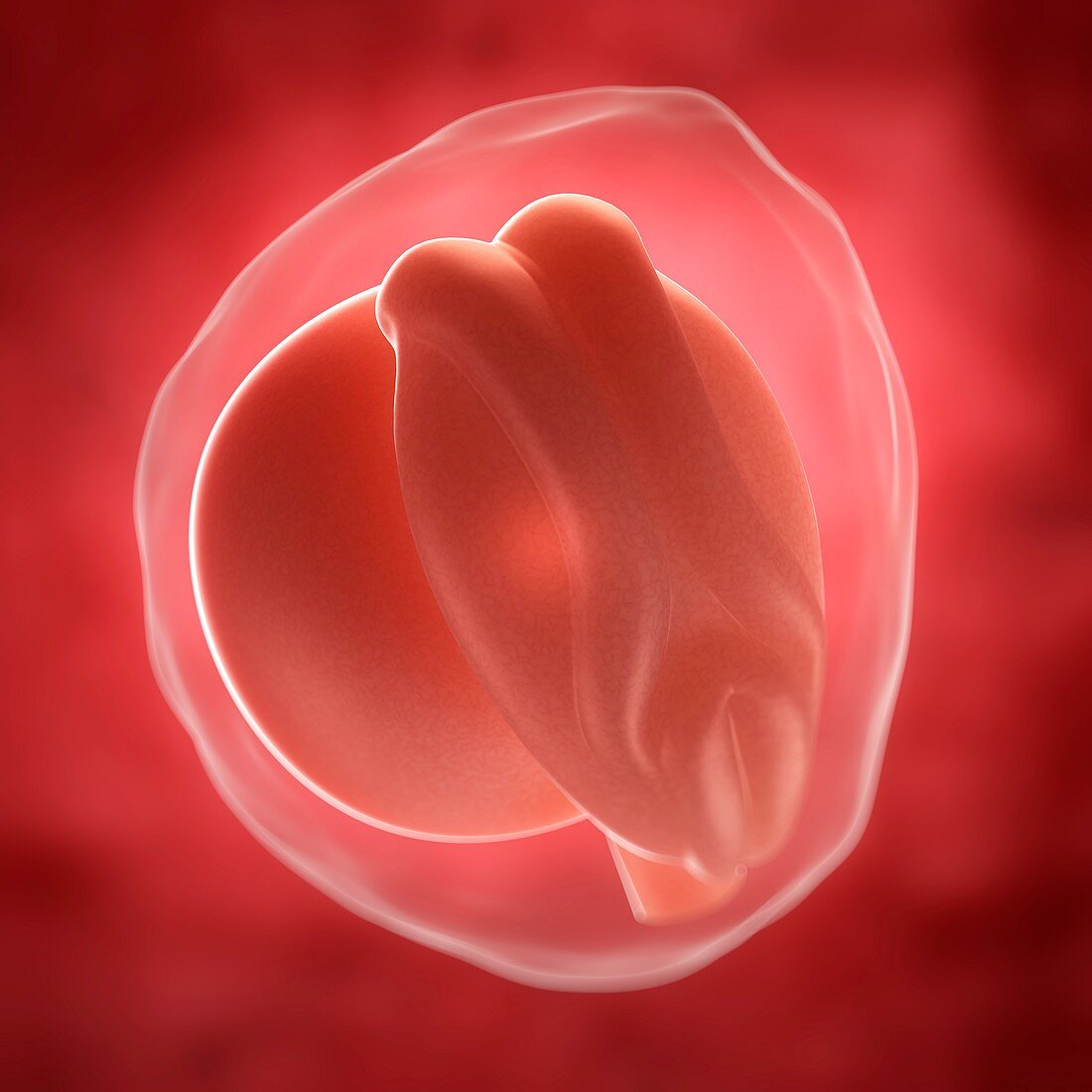 Embryo at 3 weeks,artwork