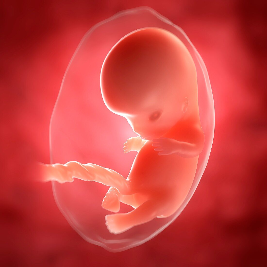 Foetus at 9 weeks,artwork