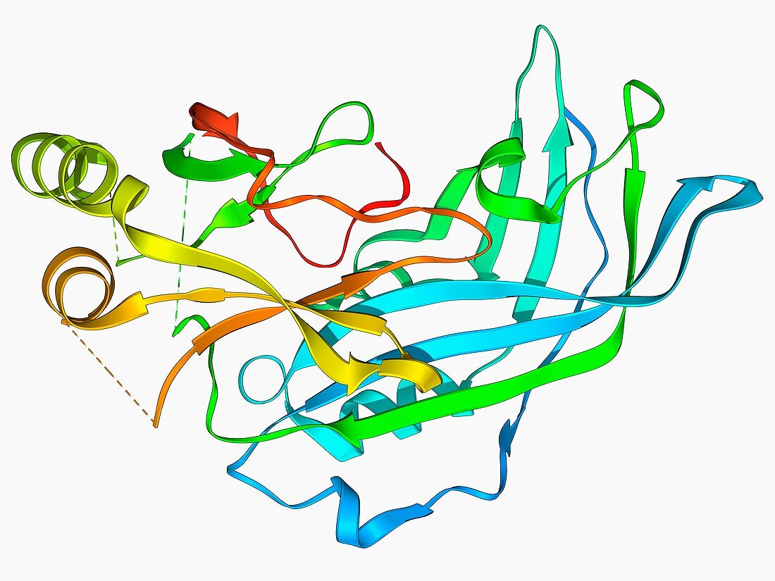Ebola matrix protein molecule