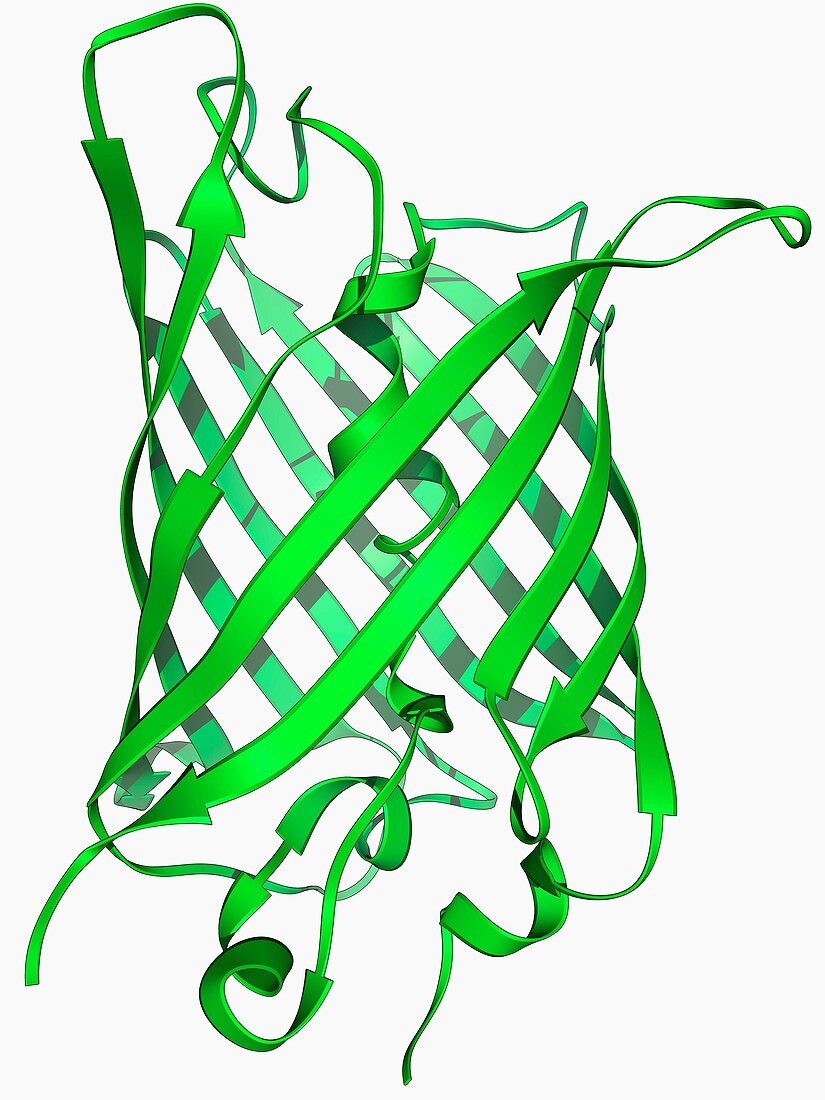 Green fluorescent protein molecule