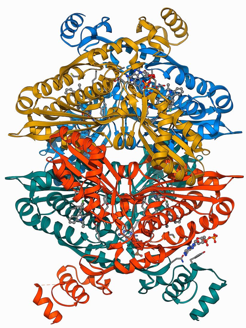 Cholesterol producing enzyme molecule