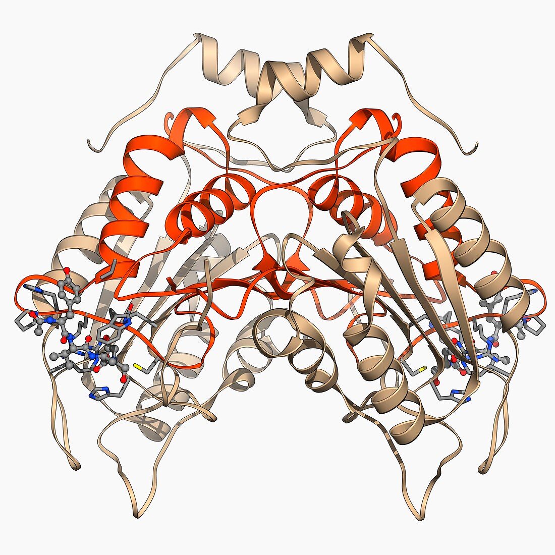 Interleukin-1 beta molecule