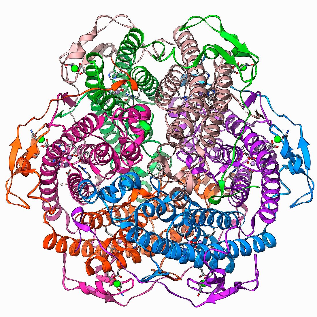 Manganese catalase enzyme molecule