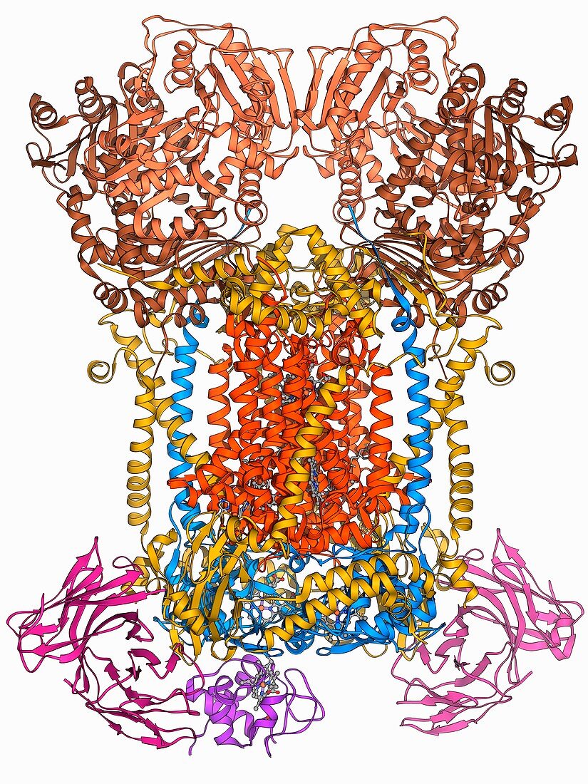 Cytochrome complex molecule