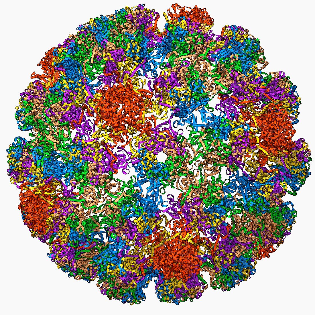 Human papilloma virus capsid