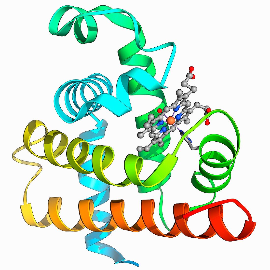 Myoglobin molecule