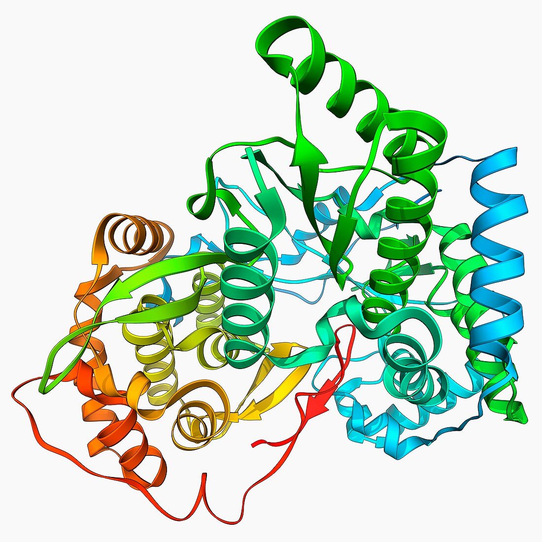 Hepatitis C polymerase enzyme