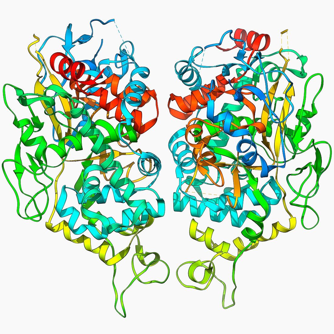 Herpesvirus capsid protein