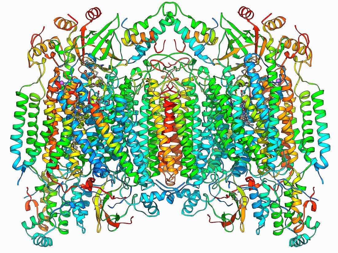 Cytochrome c oxidase molecule