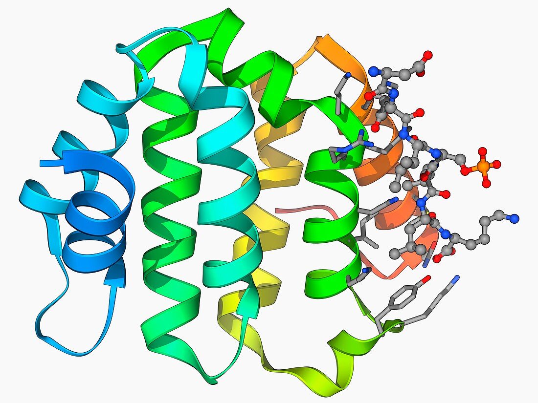 Beta secretase enzyme,molecular model