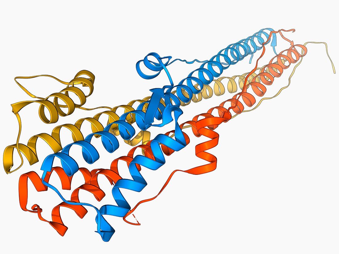 Haemagglutinin protein subunit