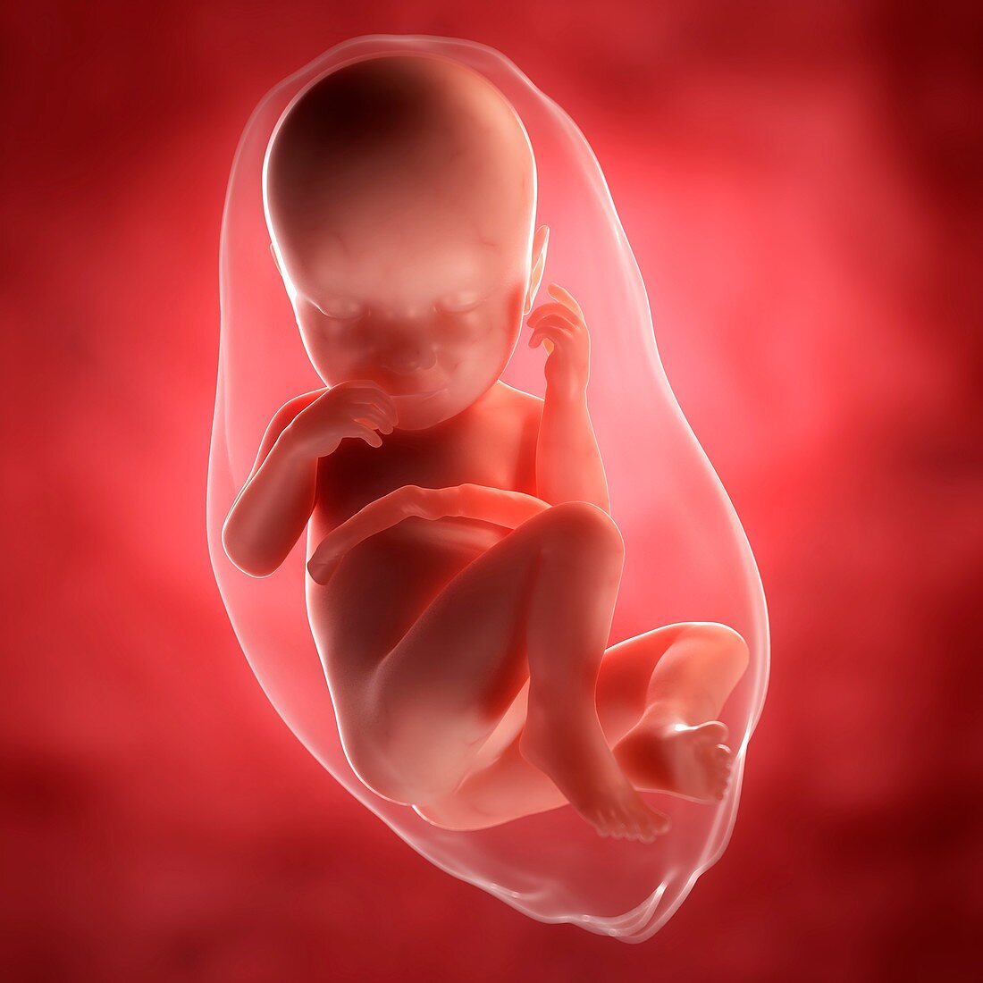 Foetus at 37 weeks,artwork