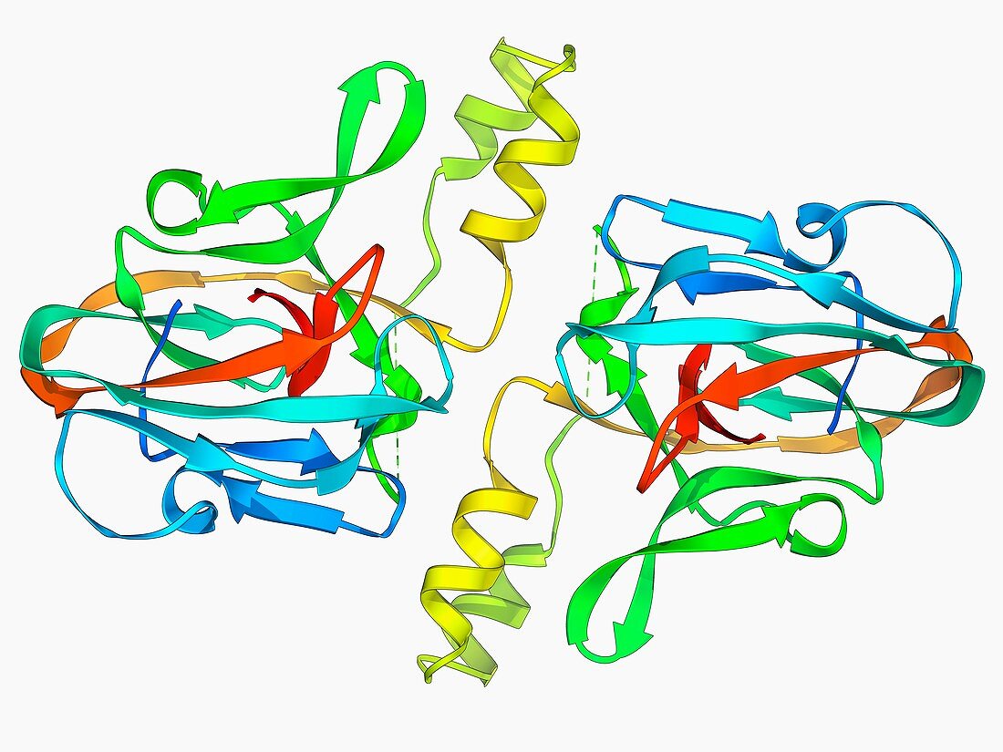 DNA gyrase protein segment