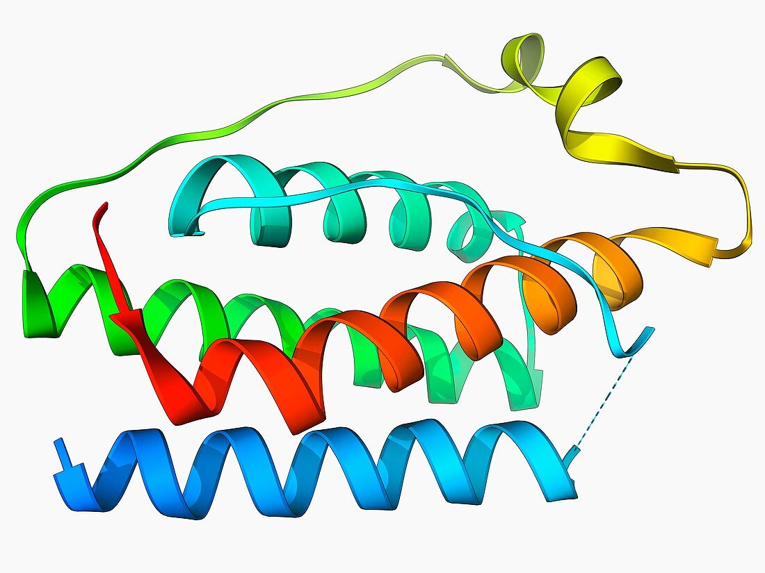 Leptin molecule