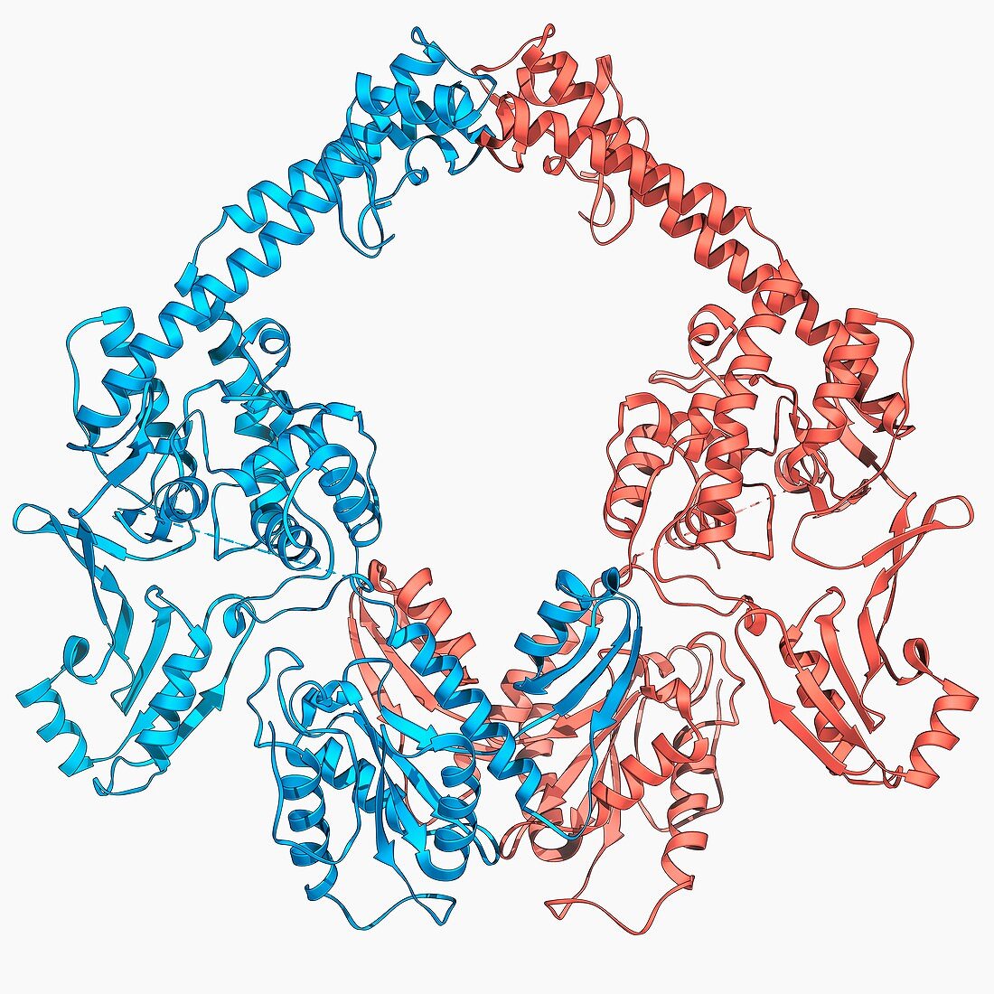 Type II topoisomerase molecule