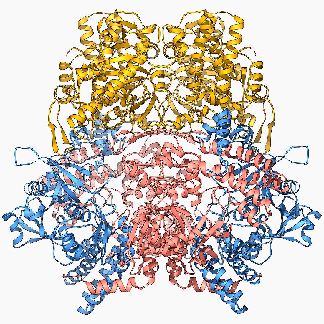Bleomycin hydrolase molecule