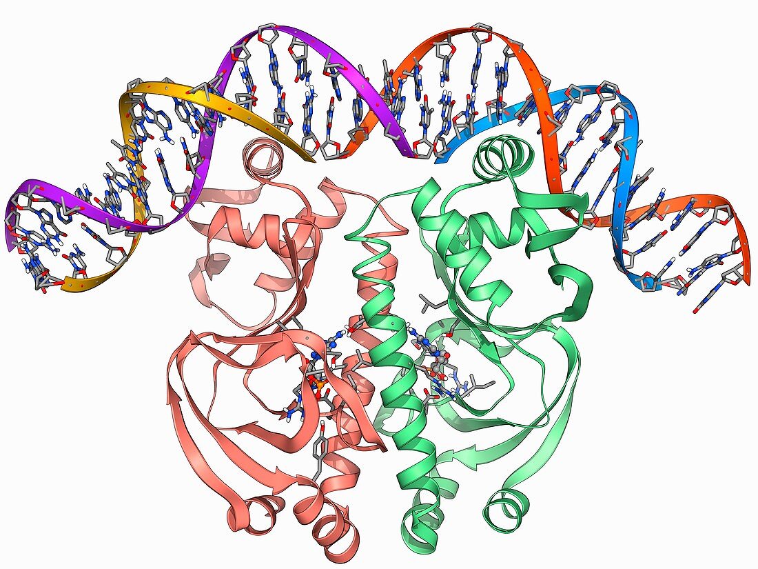 Gene activator protein