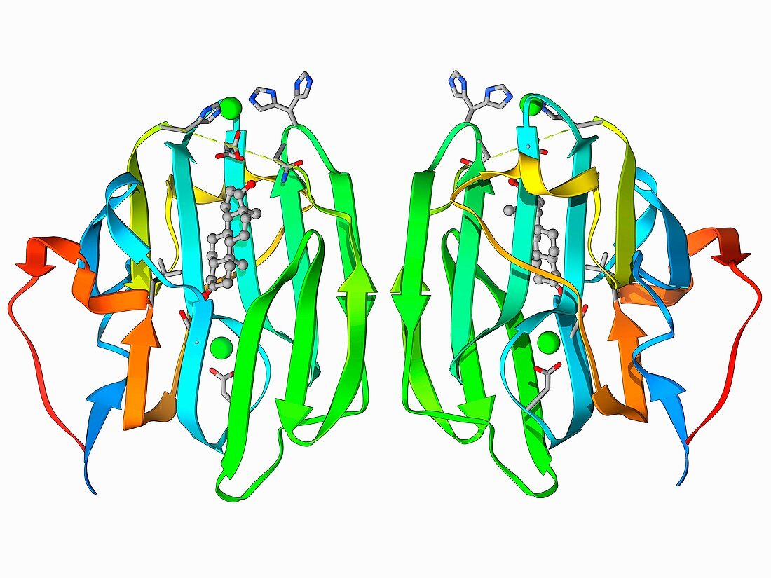 Sex hormone-binding globulin molecule