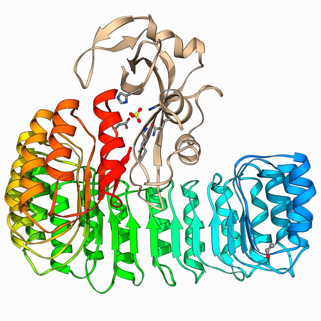 Ribonuclease bound to inhibitor
