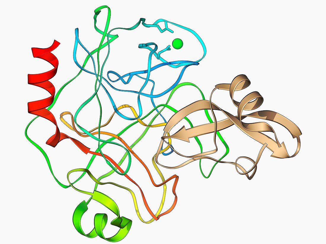 Trypsin molecule with inhibitor