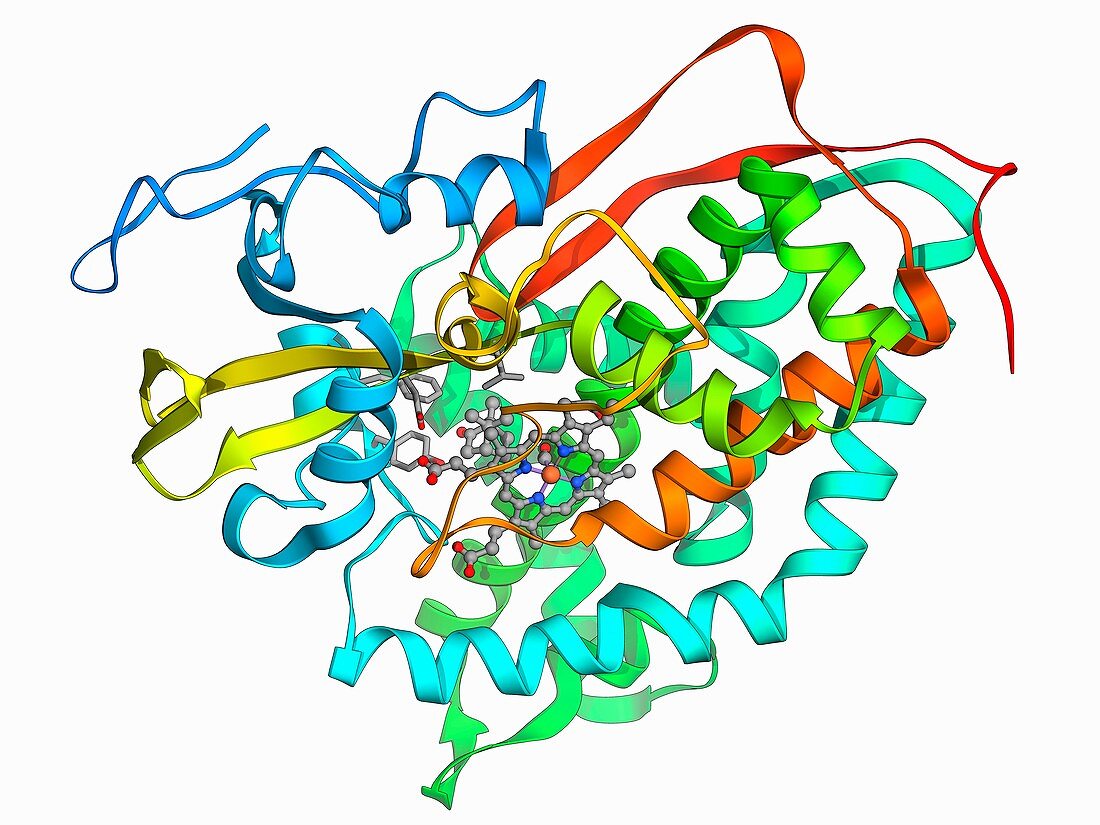 Cytochrome P450 complex