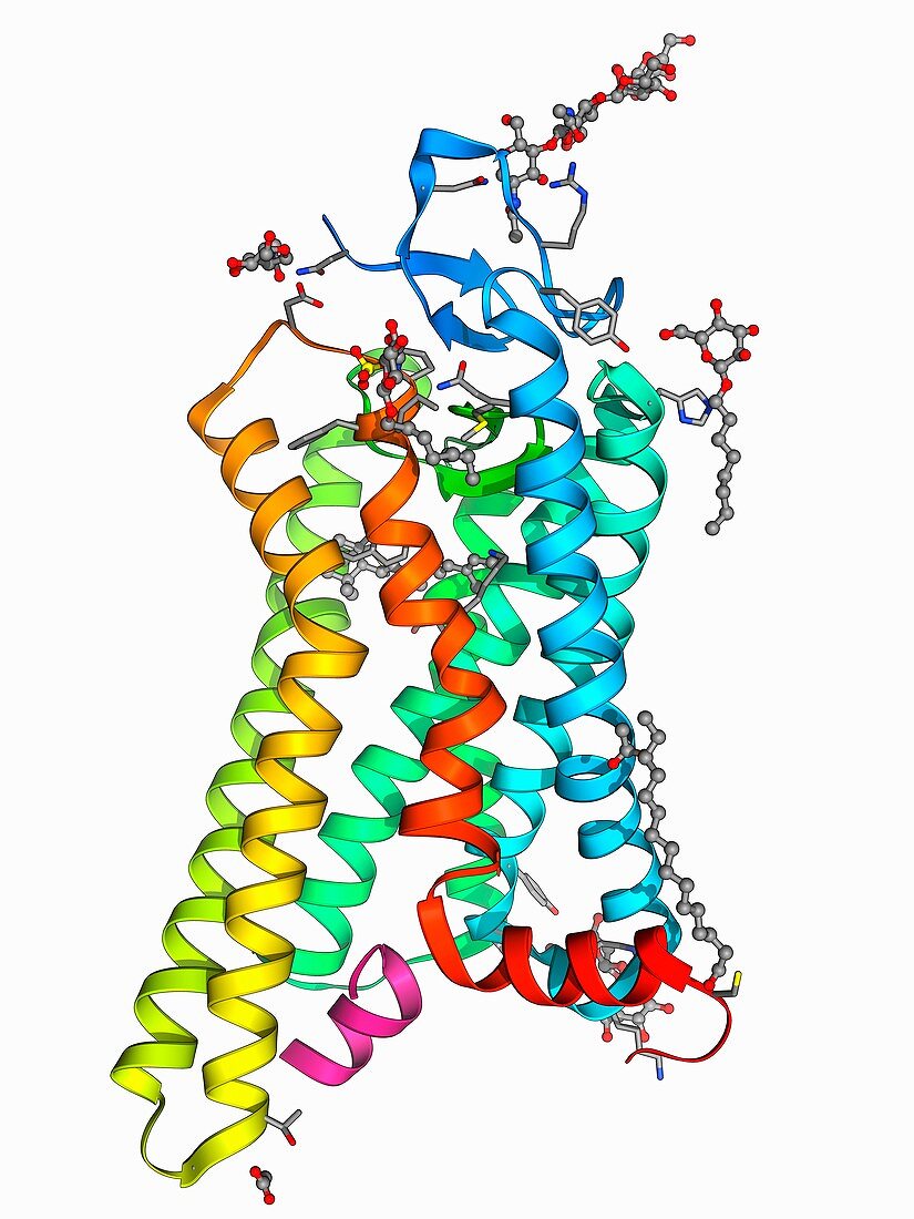 Metarhodopsin molecule