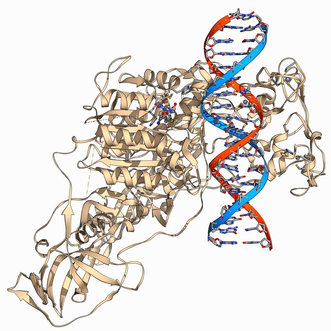Methyltransferase complexed with DNA