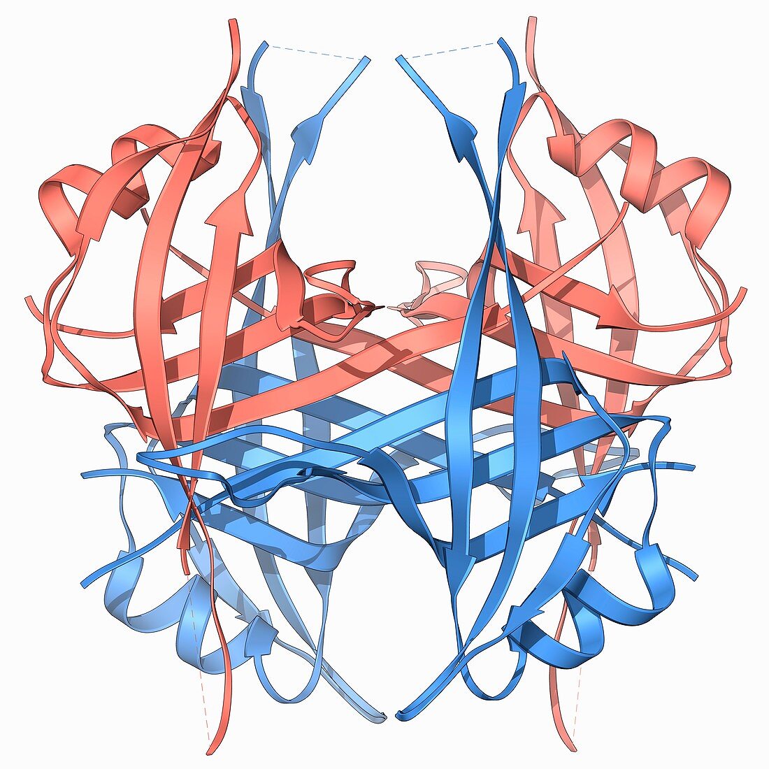 Single stranded DNA-binding protein